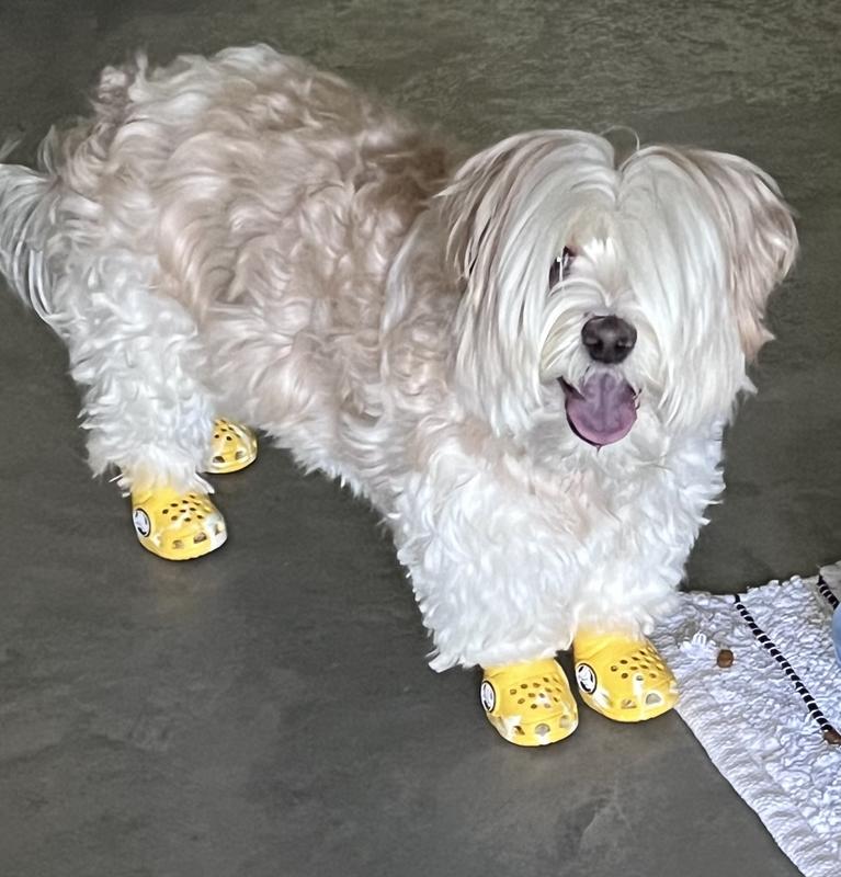Discontinued - BARK Dog Crocs, Aqua, Medium - Chewy.com