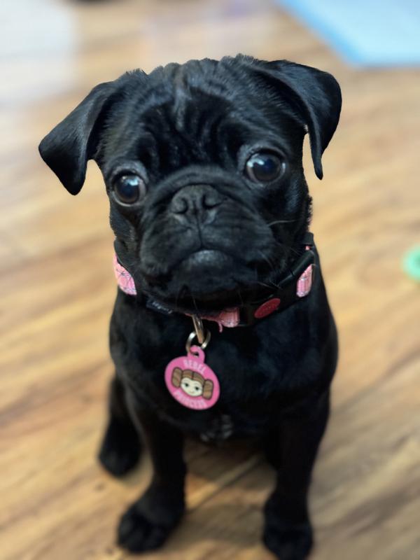 My little Rebel Princess