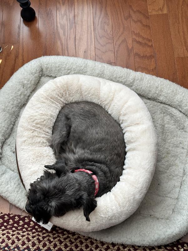 Comfy for Our Old Gal