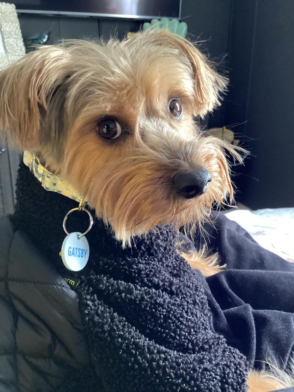 Gatsby is all stars in this collar