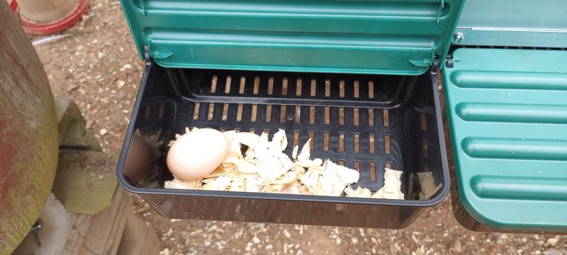 Hen laid a egg in the first nesting box before I had a chance to hang the second one.