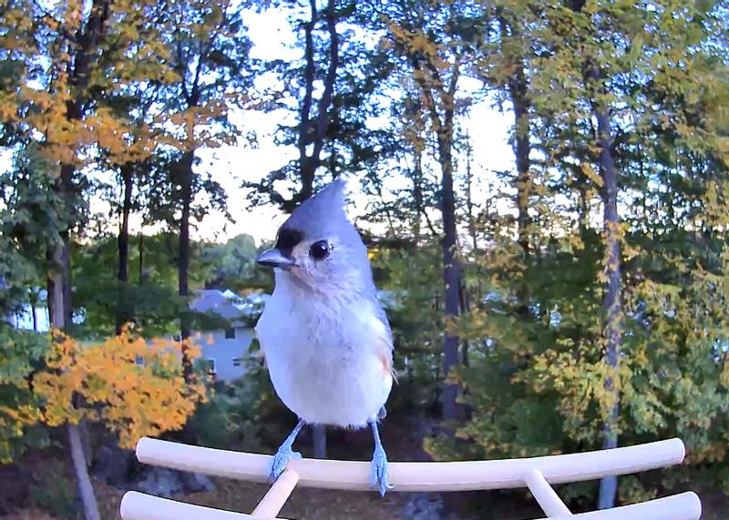Tufted Titmouse