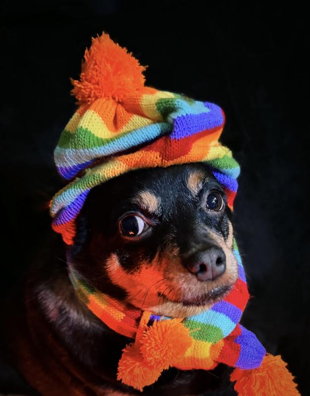Huckleberry- Pickiest dog in the universe