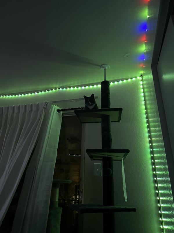 cat perched on top tier of cat tree in backlit living room