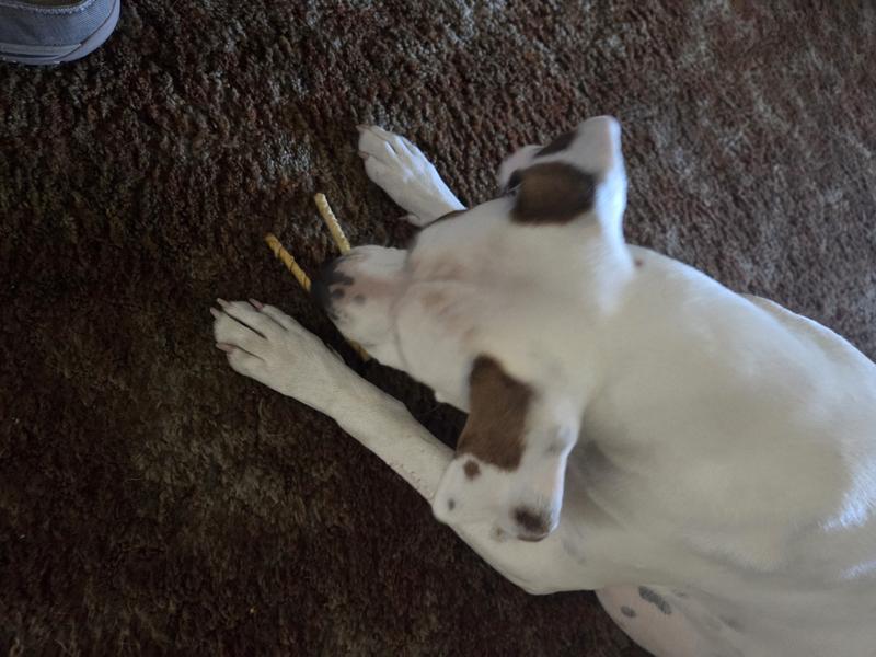 Luna enjoying her rawhides