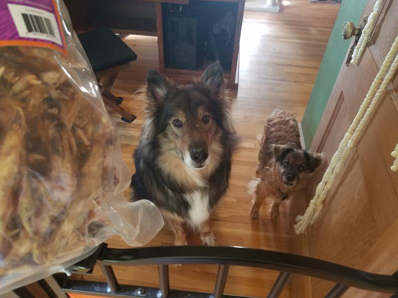 The looks that Teddy (80 lb. shepherd/collie mix) and Gustav (20 lb. terrier mix) gave me as I approached with the bag of treats.