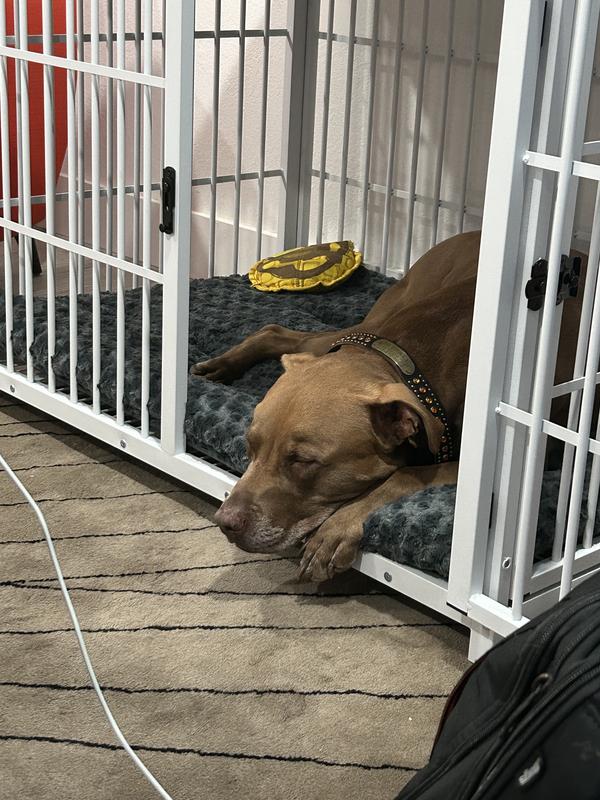 Our pup, enjoying the crate!