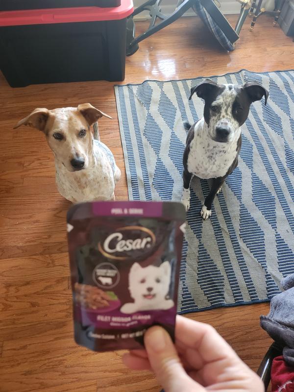 Spring Vegetables Cesar Dry Dog Food Walmart Cesar Small Breed Dry