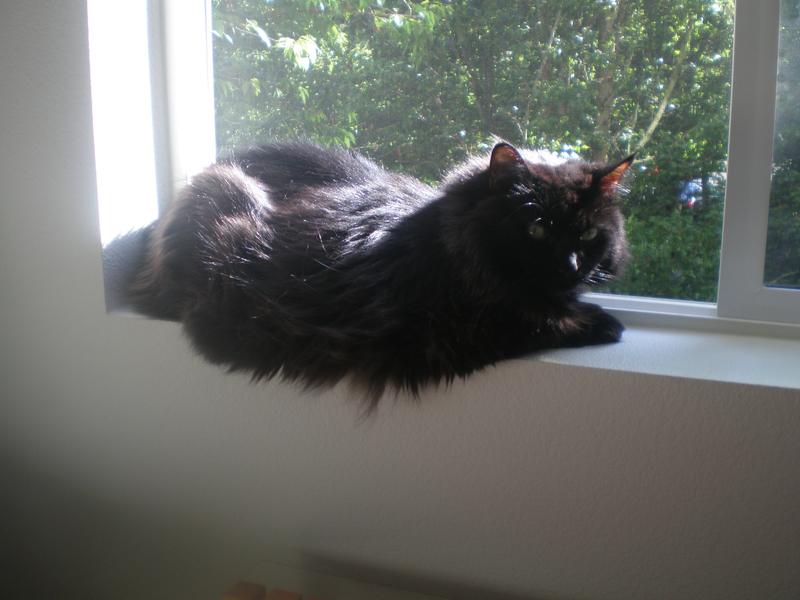 His new heated bed will fill in when the sun doesn't shine.