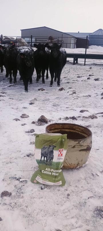 The heifers were a little unsure why we were taking pictures.