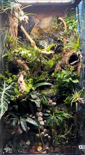Mossy frog paludarium