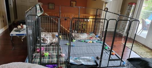 Overall pen with 2 48" dog crates inside