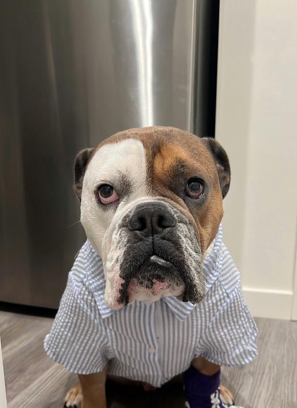 Frisco Striped Lightweight Dog & Cat Button Up Shirt