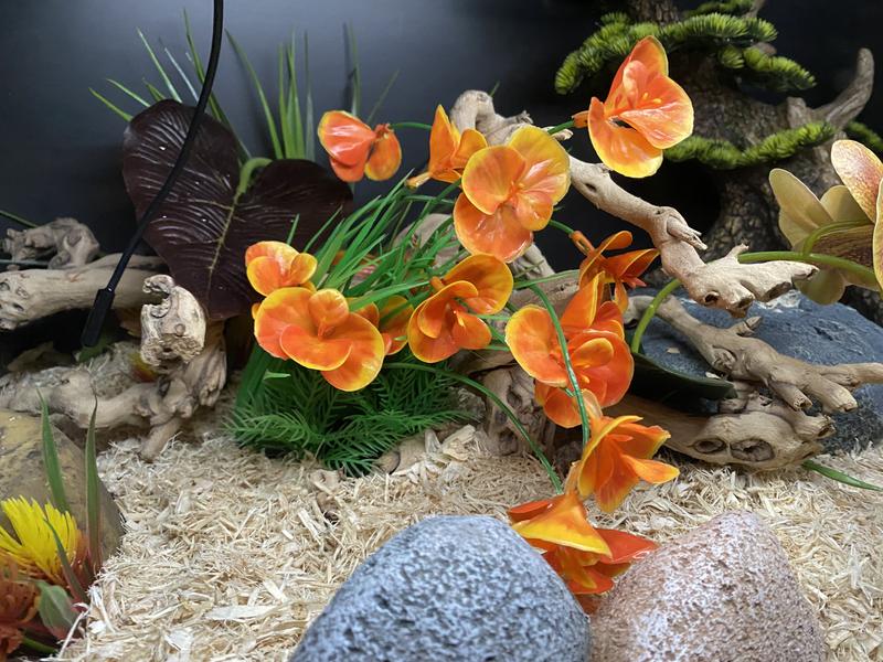 Snakes Love Pretty Plants too