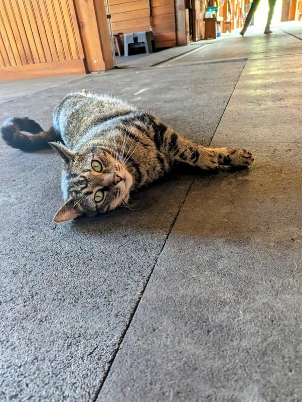 Great for outdoor active cats to give them a healthy glow