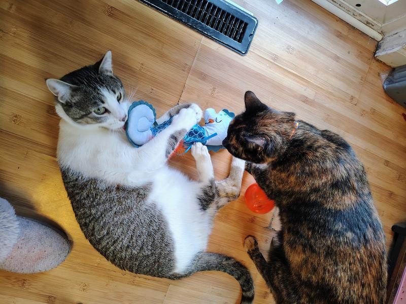 Cats loved this