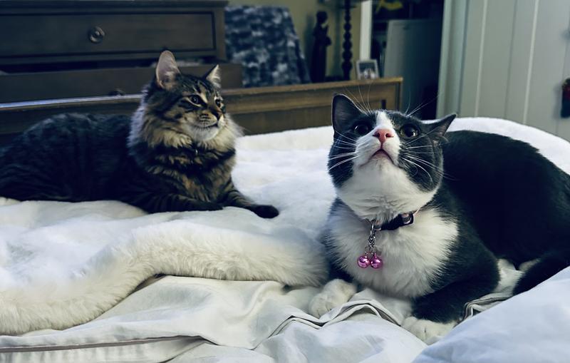 Dino and  Montgomery