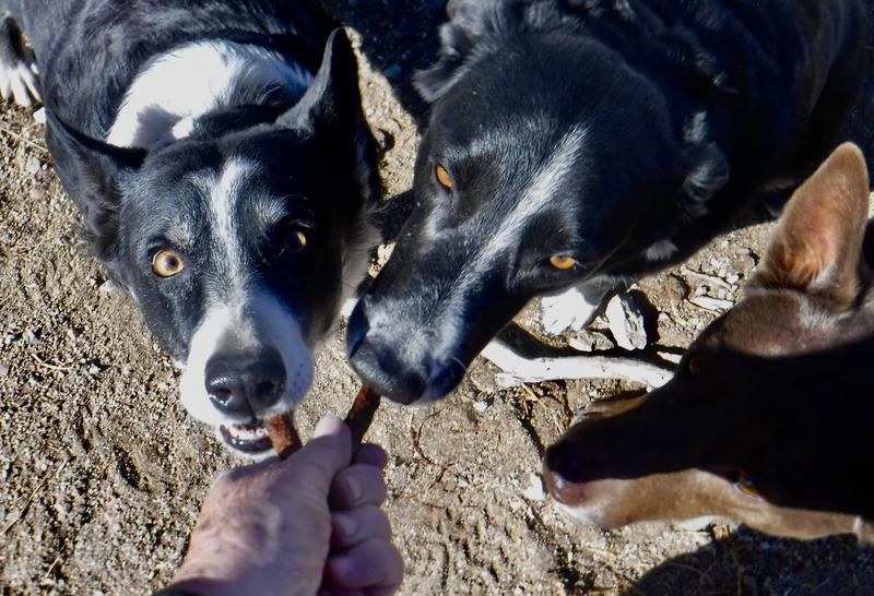 Molly, Ezra, and Ethan eagerly waiting for more Kismet snacks.