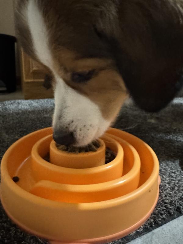 No need to try to figure out how you’re going to trick your dog to take the supplement. So tasty they gobble it right up!