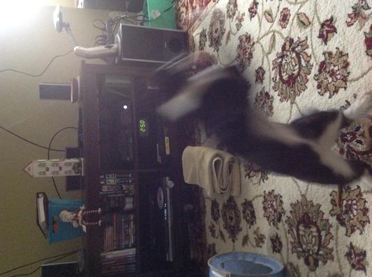 Photo s blurry because they are going crazy over this..lol