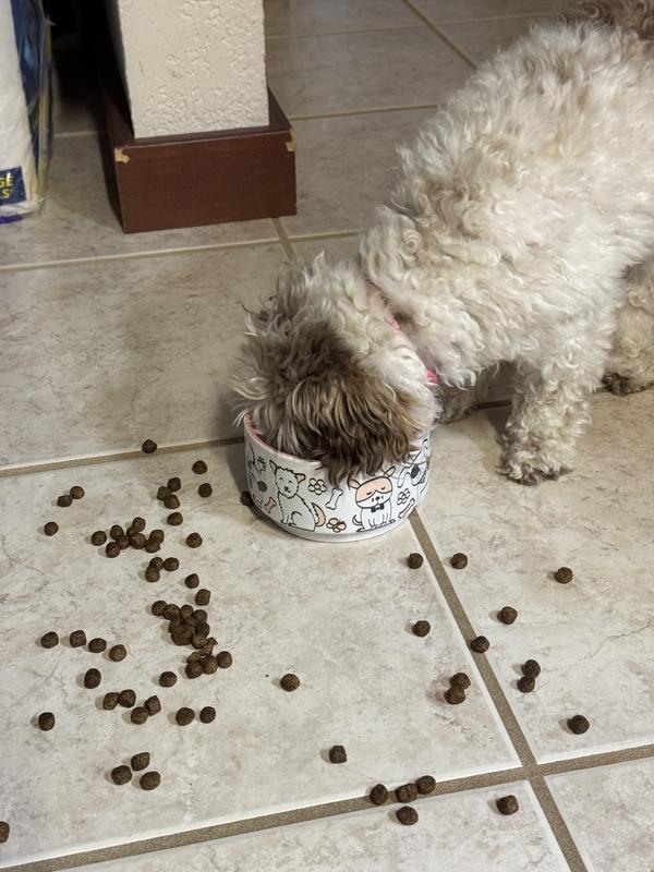 I tried to blend her old food with her new IAMS food as she transitioned but she just picked all the old food out and put on the floor!