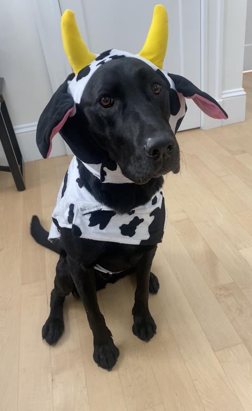 Just the sweetest cow costume!