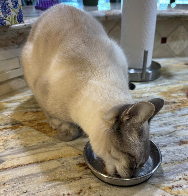 Pawl enjoyed the chicken and green pea