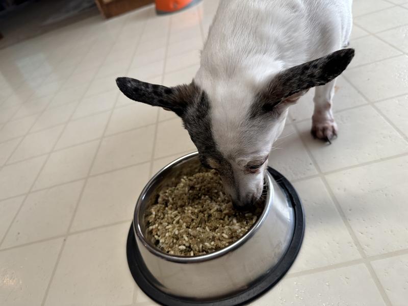 JUSTFOODFORDOGS Chicken & White Rice Recipe Frozen HumanGrade Fresh