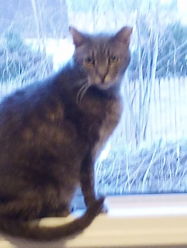 Gray DSH neutered,