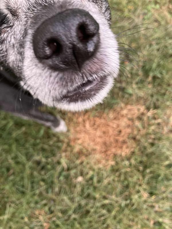 old dog with his previous work in the yard. It's actually a spot both dogs used often. I dug it up after taking the picture and planted some seed. If nothing else, the better grass experiment made me notice how sad our yard is.