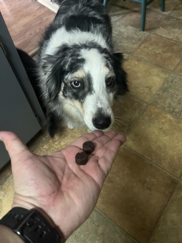 Vibeful Calming Melatonin Peanut Butter Flavored Soft Chews Calming Supplement for Dogs