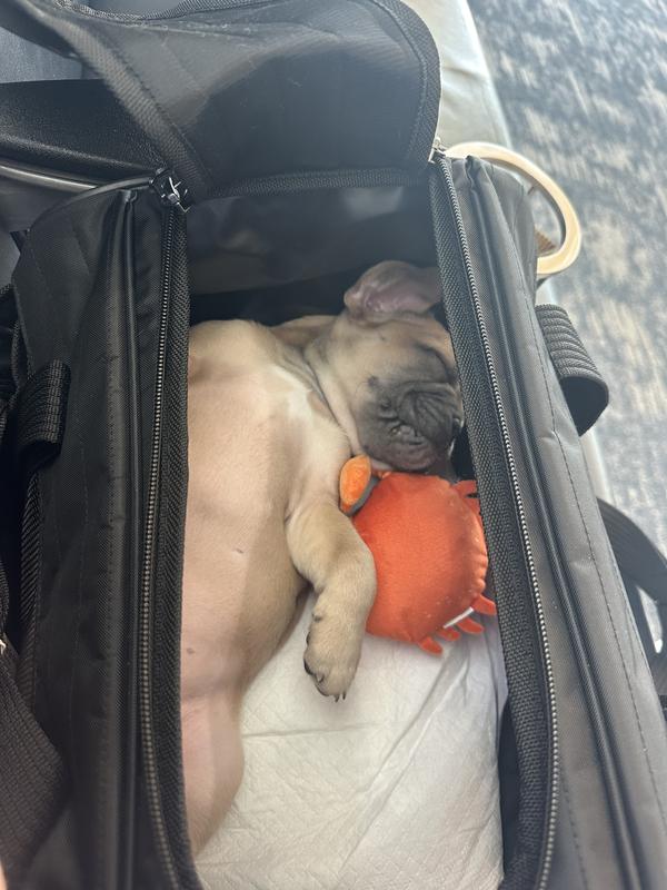 9-week old French Bulldog puppy