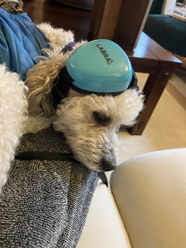 Muff has rotated to be more on top of her head