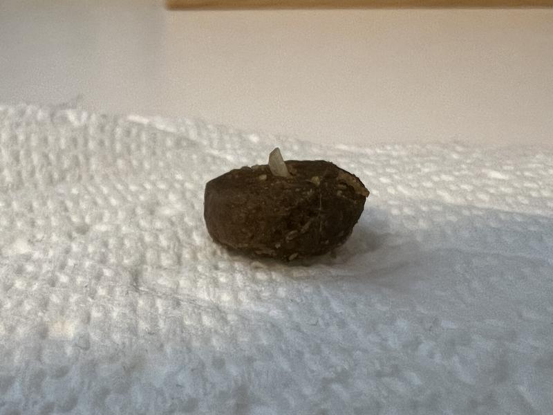 Fish bones in kibble