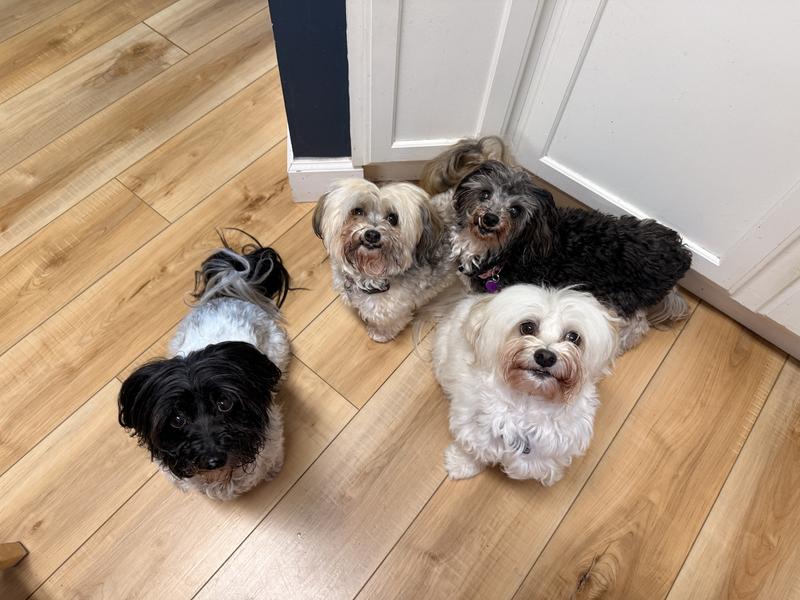 Patiently waiting for their treat.  They weigh 7-10lb.