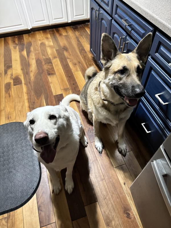 Karma (white) & Ruger.