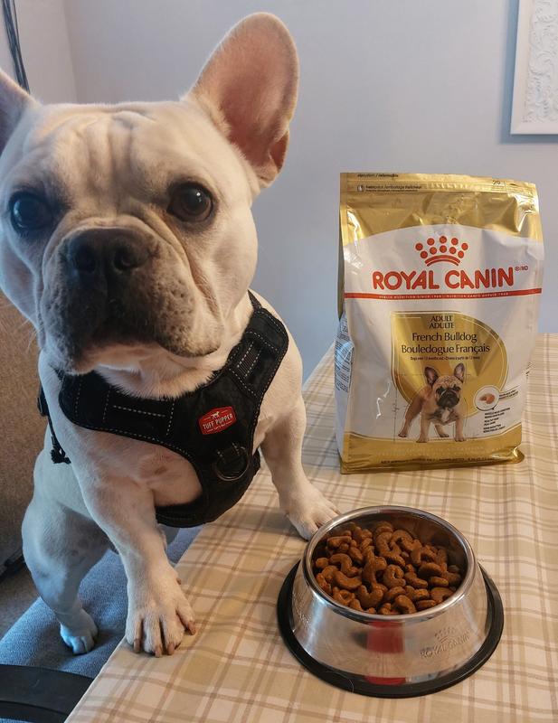 ROYAL CANIN Breed Health Nutrition French Bulldog Adult Dry Dog