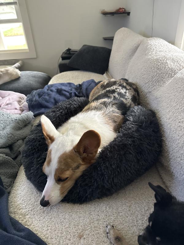 My corgi tried it out too!