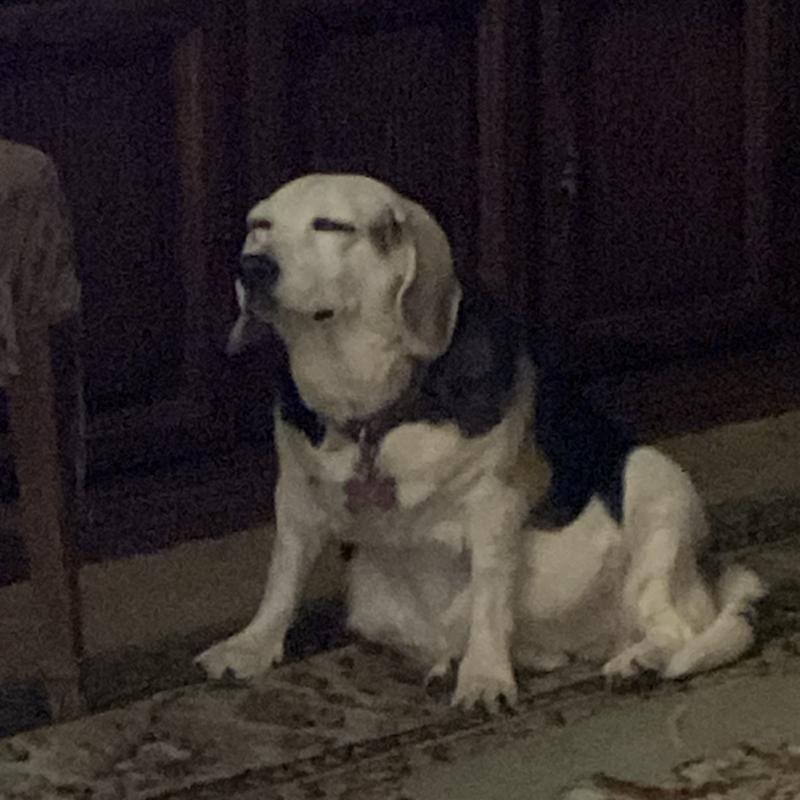 My old girl Sadie