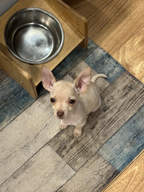 Chloe waiting for dinner.