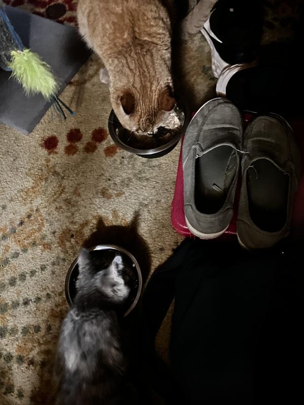 They waste no time to start smashing it! Nom nom nom.