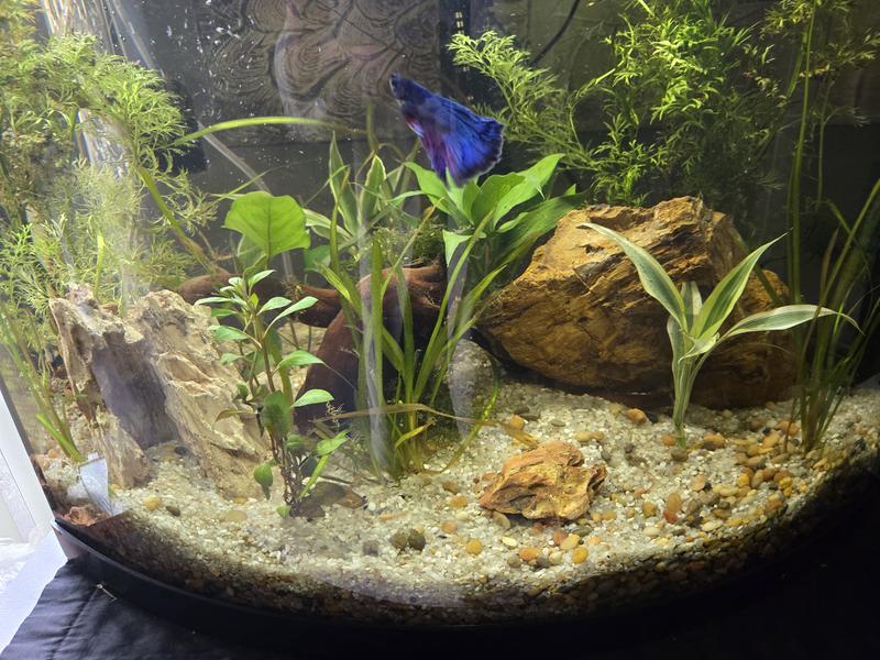 Fluval Stratum CaribSean Super Naturals Jungle River Sand Premium