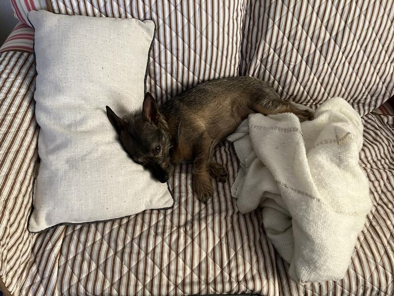 Finally an effective slow feeder