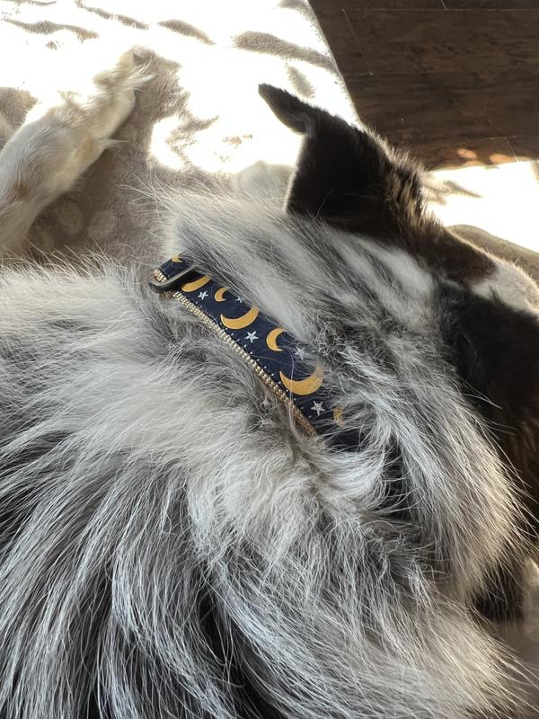 Celestial Dog Collar