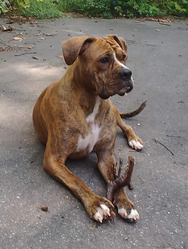 Lolliepop saw Santa deliver.