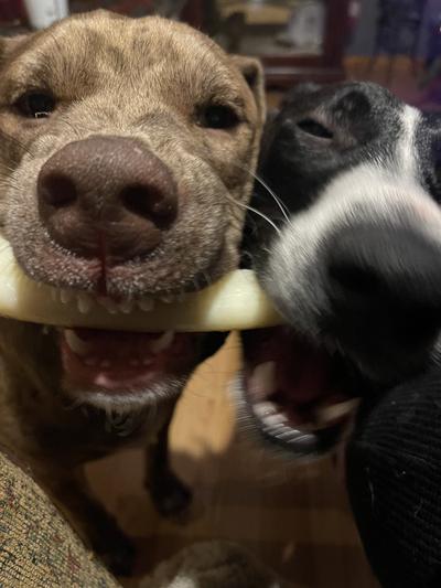 They love these toys