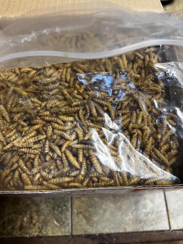 COOHGRUBS Dried Black Soldier Fly Larvae Chicken Treat, 5-lb box ...