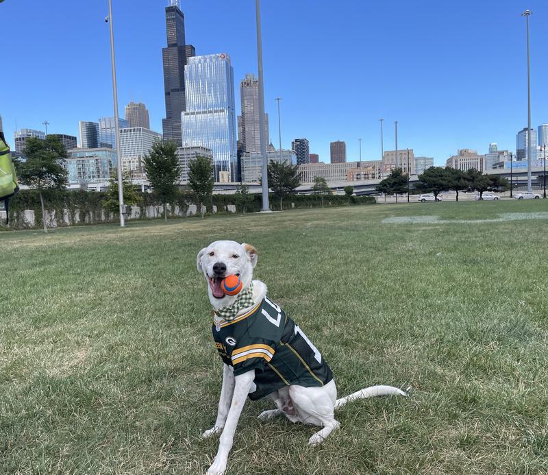 He is 53 lbs and we got a size XL