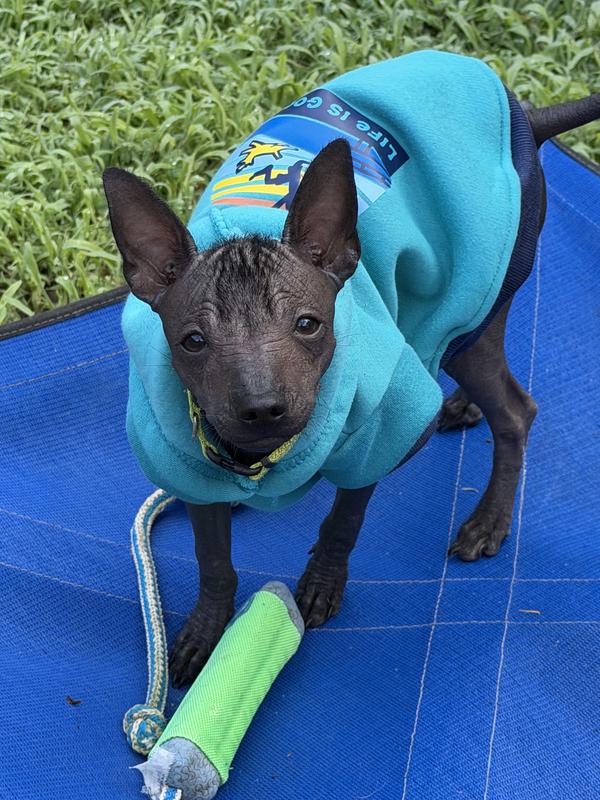 LIFE IS GOOD Stripey Dock Jump Dog Hoodie, Turquoise Green, Medium ...