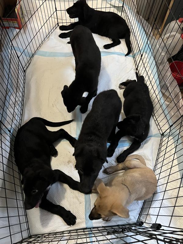 All 6 pups with plenty of room